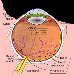 Infertility Uterus